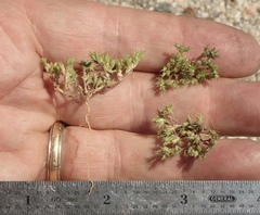 Loeflingia squarrosa squarrosa