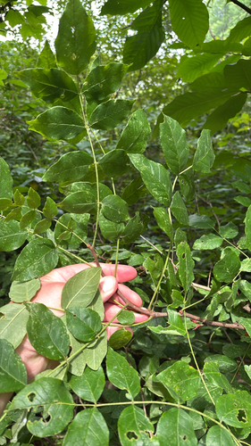 iNaturalist observation photo of northern prickly ash