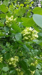 Ptelea trifoliata mollis