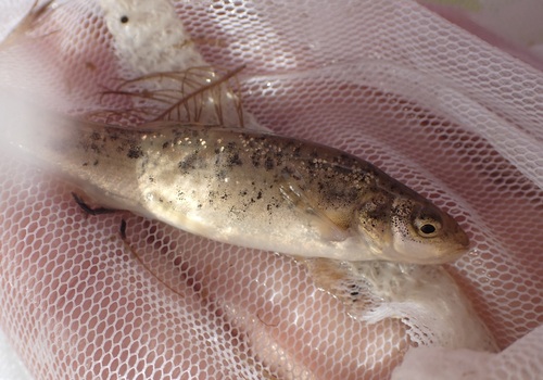 Lahontan Speckled Dace