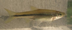 Rasbora steineri