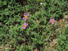 Cistus creticus eriocephalus
