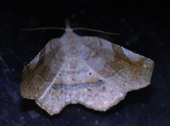 Pangrapta curtalis