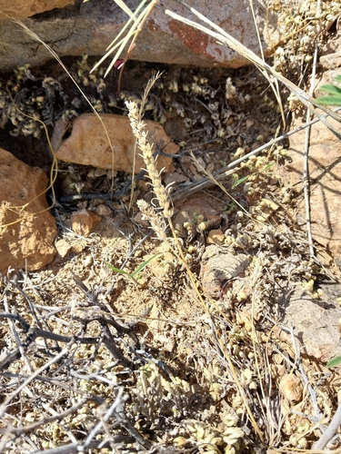 Plantago aristata, photograph 4