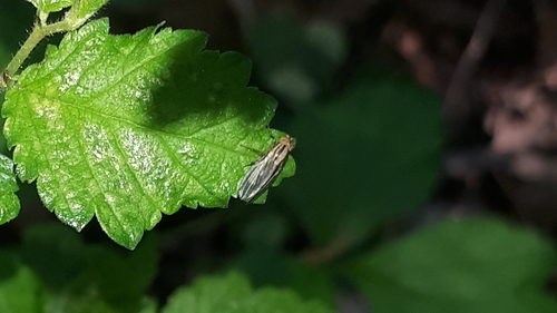 Peplomyza discoidea