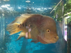 Amphilophus labiatus × cichlasoma trimaculatum