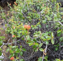 Ceanothus jepsonii