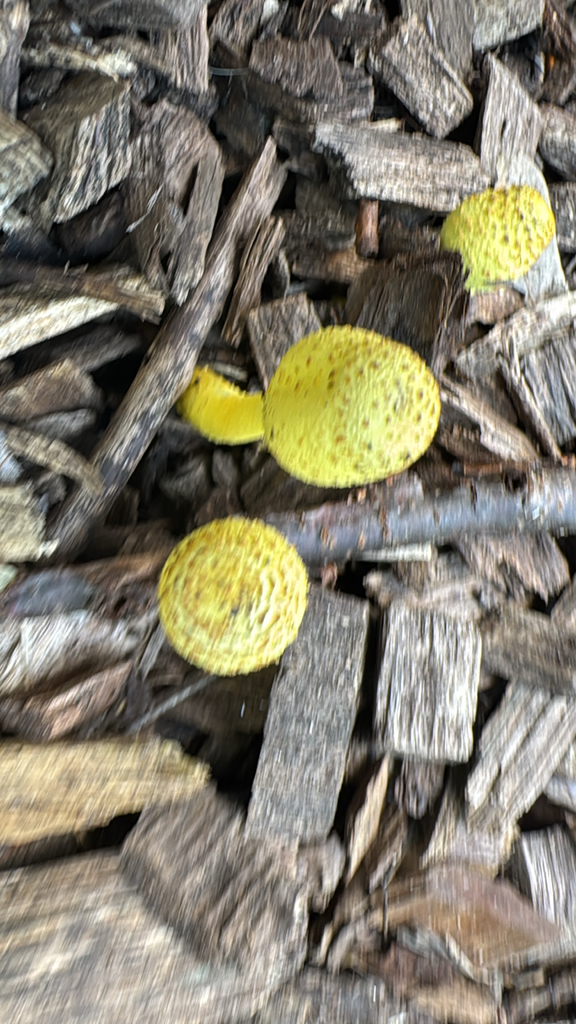 flowerpot parasol · August 2026 · photo: Photo: no rights reserved · iNaturalist