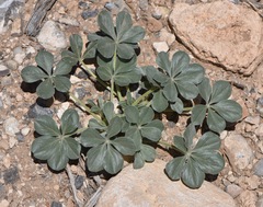 Pediomelum castoreum