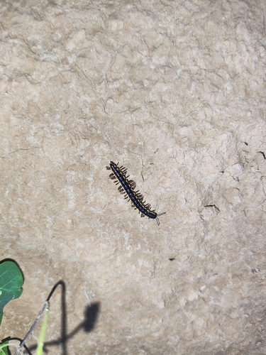 Orthomorphella pekuensis