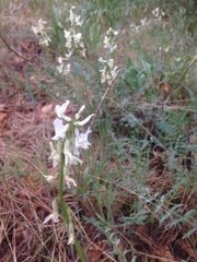 Astragalus reventiformis