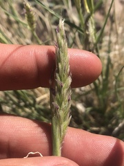 Hilaria rigida