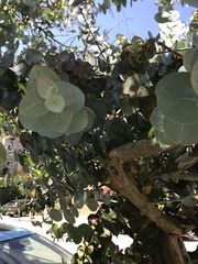Eucalyptus pulverulenta