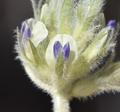 Pediomelum castoreum
