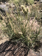 Hilaria rigida