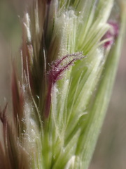 Hilaria rigida