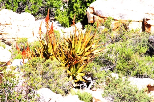 Aloe microstigma
