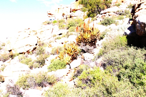 Aloe microstigma, photograph 2