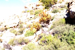 Aloe microstigma, photograph (c) Tony Rebelo, some rights reserved (CC BY-SA)