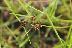Cyperus flavescens