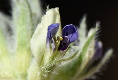Pediomelum castoreum