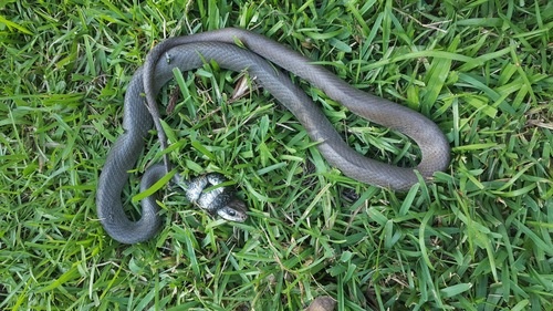 Speckled Kingsnake, Sunset, LA 70584, USA, photo 8 of 10