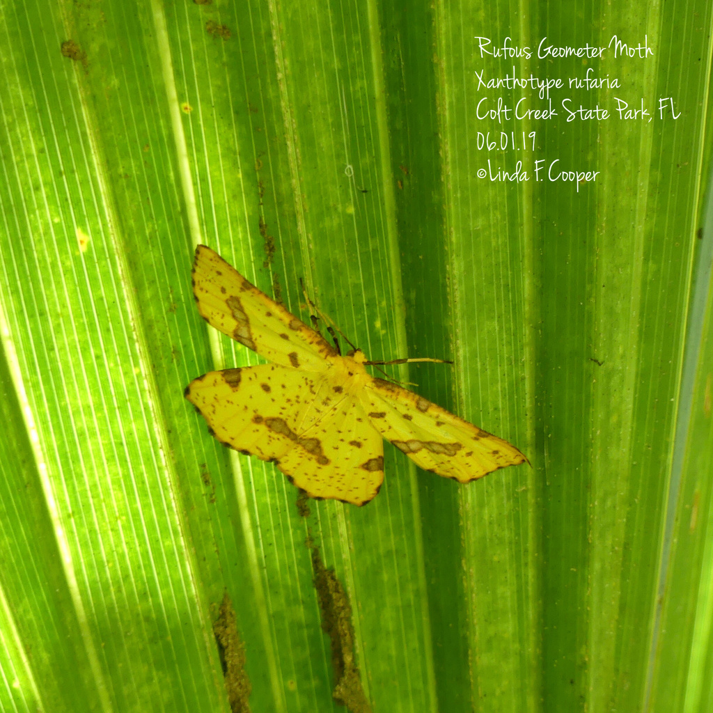 Xanthotype rufaria