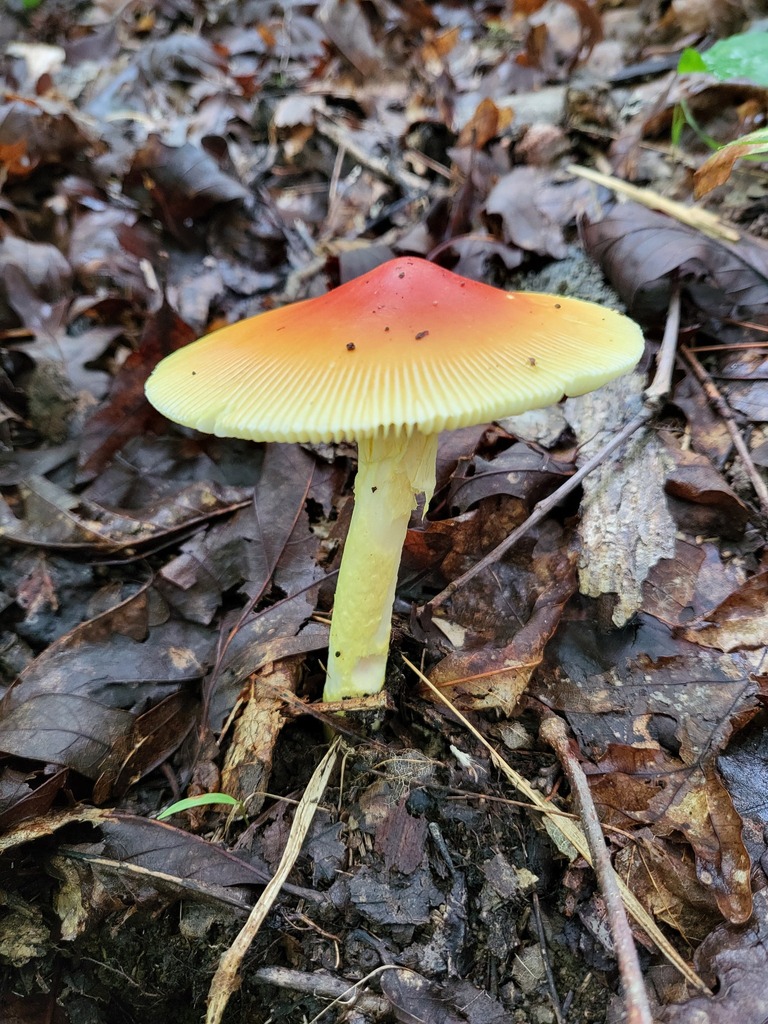 Arkansas Slender Caesar · August 2026 · photo: Photo: (c) Curtis Burke, some rights reserved (CC BY) · iNaturalist