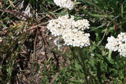 iNaturalist observation photo of Flies