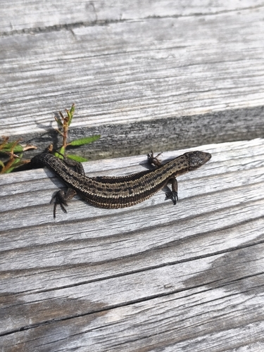 Viviparous Lizard