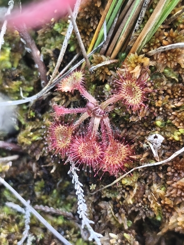 round-leaved sundew