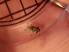 Colecerus marmoratus