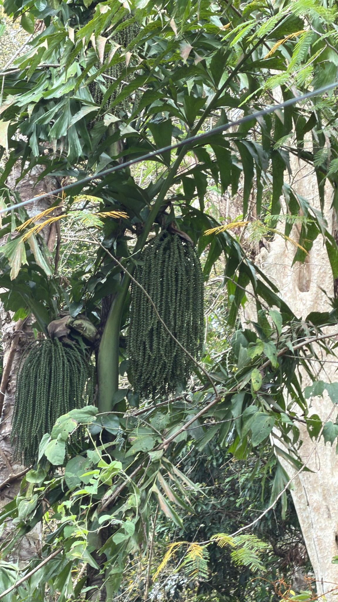 Caryota mitis (Caryota mitis)