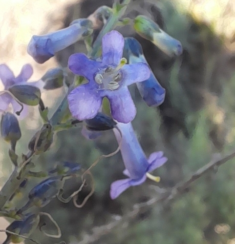 Freylinia undulata