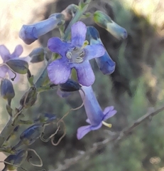 Freylinia undulata