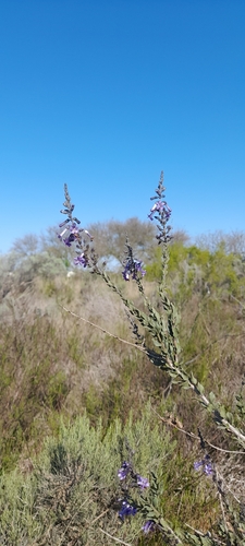 Freylinia undulata, photograph 2