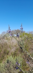 Freylinia undulata, photograph (c) Noeleen du Toit, some rights reserved (CC BY-SA)