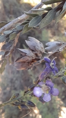 Freylinia undulata, photograph (c) Noeleen du Toit, some rights reserved (CC BY-SA)