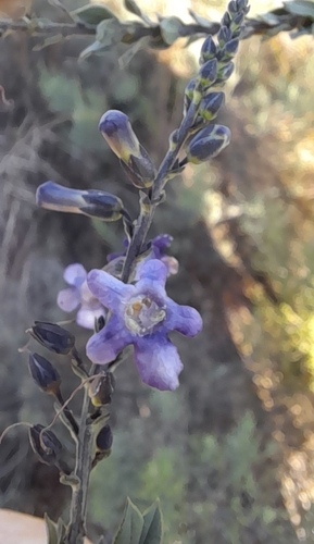 Freylinia undulata, photograph 4