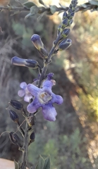 Freylinia undulata, photograph (c) Noeleen du Toit, some rights reserved (CC BY-SA)