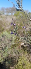 Freylinia undulata, photograph (c) Noeleen du Toit, some rights reserved (CC BY-SA)