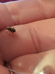 Colecerus marmoratus