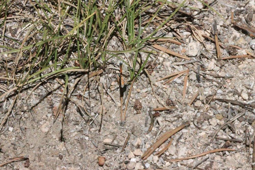iNaturalist observation photo of Lustrous Copper