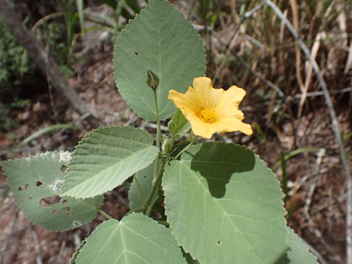 Sida fallax observed 2026-08-01