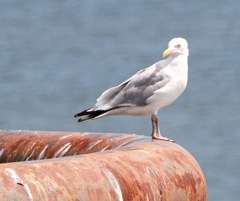 Larus argentatus