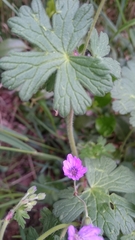 Geranium pyrenaicum