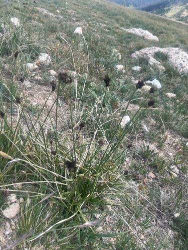 Carex haydeniana, 2026-08-01