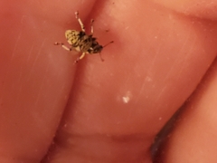 Colecerus marmoratus