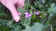 Geranium pyrenaicum