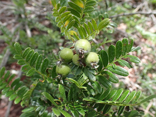 Osteomeles anthyllidifolia observed 2026-08-01